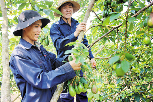 Nông dân Việt Nam: Liên kết để cùng phát triển. (11/02/2016)