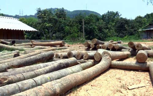 Thời sự sáng ngày 11/5/2015: Gần 100 ha cây cao su tại Sơn La bị đốn hạ không rõ nguyên nhân