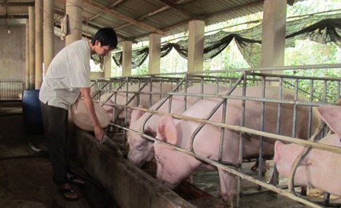 Loại bỏ chất cấm trong chăn nuôi, cần chế tài đủ mạnh. (7/4/2016)