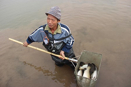 Xóa sổ hàng trăm ha nuôi cá vược ở Thái Bình vì rét. (02/02/2016)