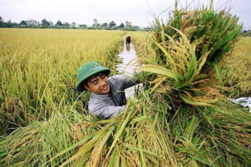 Ngành nông nghiệp liệu có bị bỏ rơi. (19/12/2015)