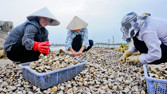 Nông nghiệp và nông thôn ngày 04/5/2015: Bấp bênh nghề nuôi ngao ở Nam Thịnh, Tiền Hải, Thái Bình