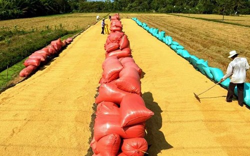 Ngân hàng thế giới giúp tăng giá trị ngành hàng lúa gạo Việt Nam. (18/3/2016)