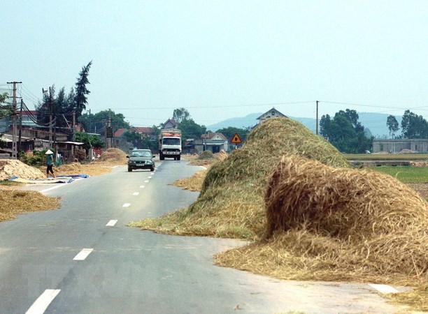 Vĩnh Phúc- Phơi rơm rạ trên đường gây mất an toàn giao thông (20/5/2022)